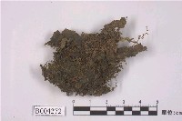 藏品(毛地錢)的圖片